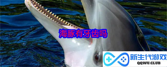 探究海洋生物：海豚到底有没有牙齿？